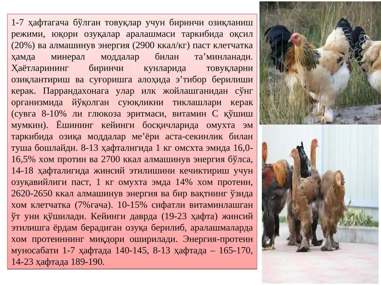 Паррандаларни озиқлантириш 4