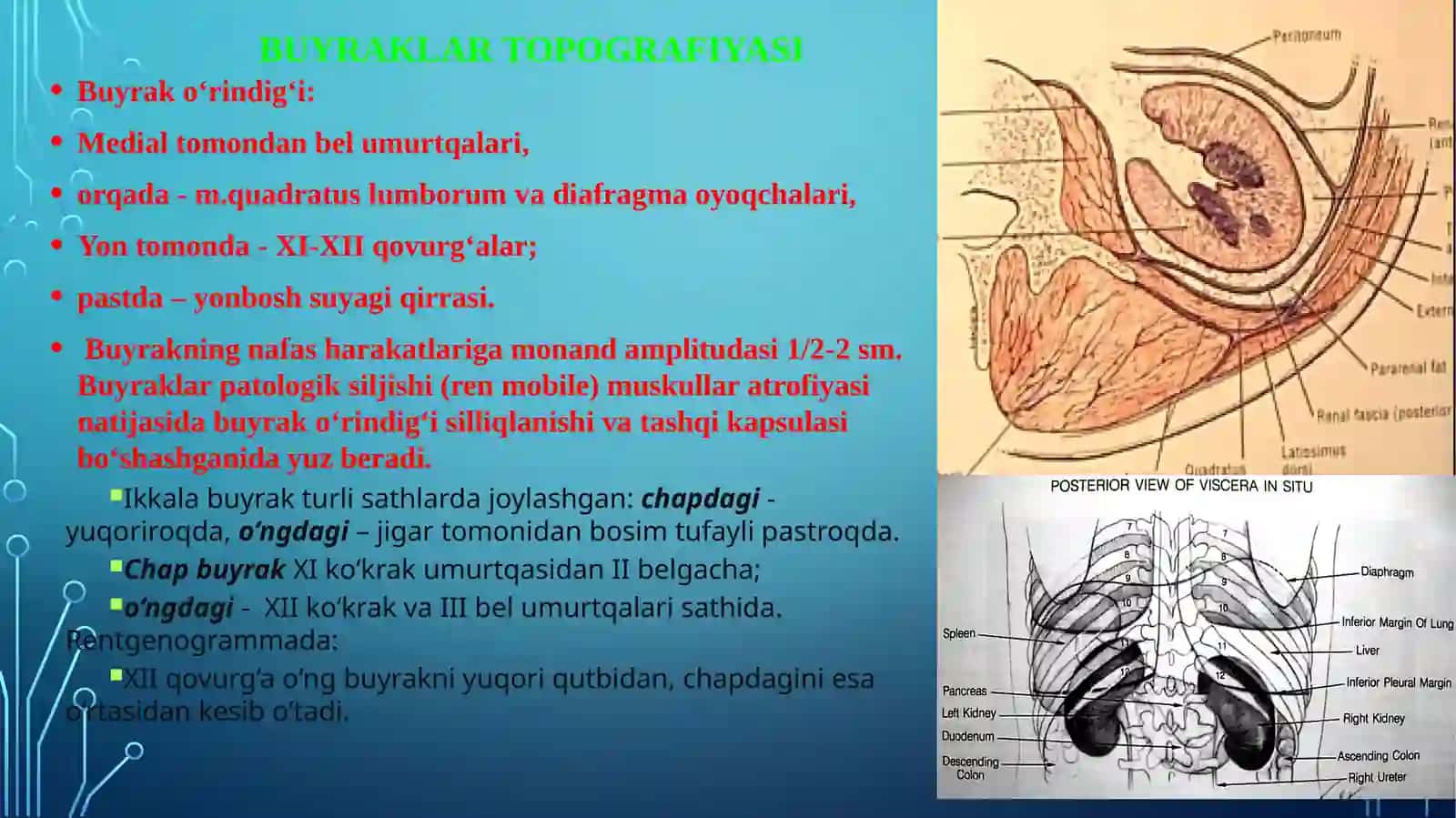 Siydik a’zolari. Siydik a’zolari funksional anatomiyasi 4