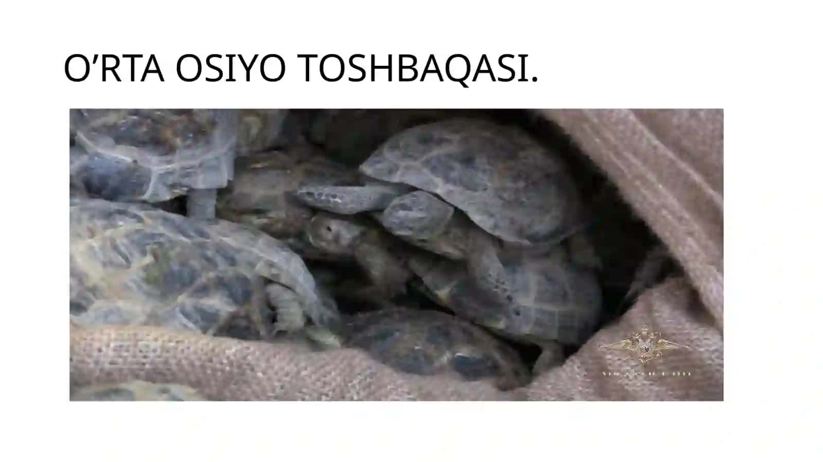 TOSHBAQALAR VA TIMSOHLAR TURKUMLARI 4