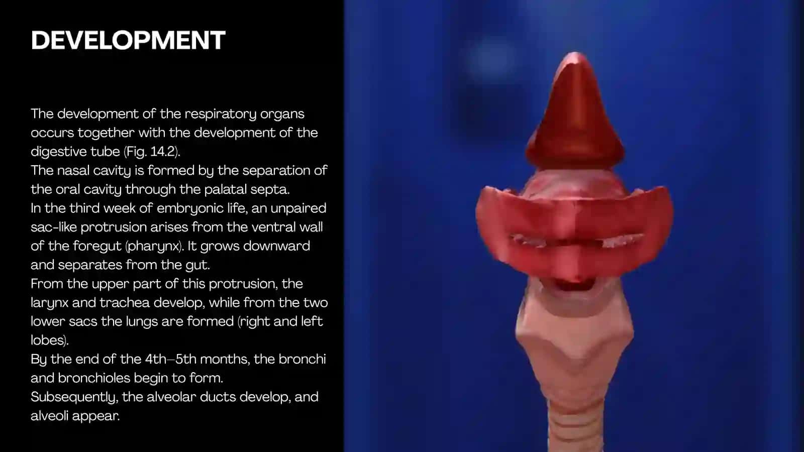 THE RESPIRATORY SYSTEM 4