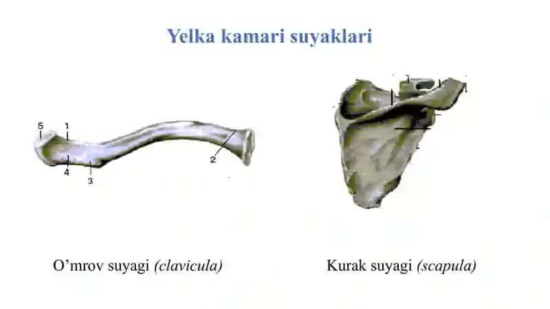 suyaklar 4