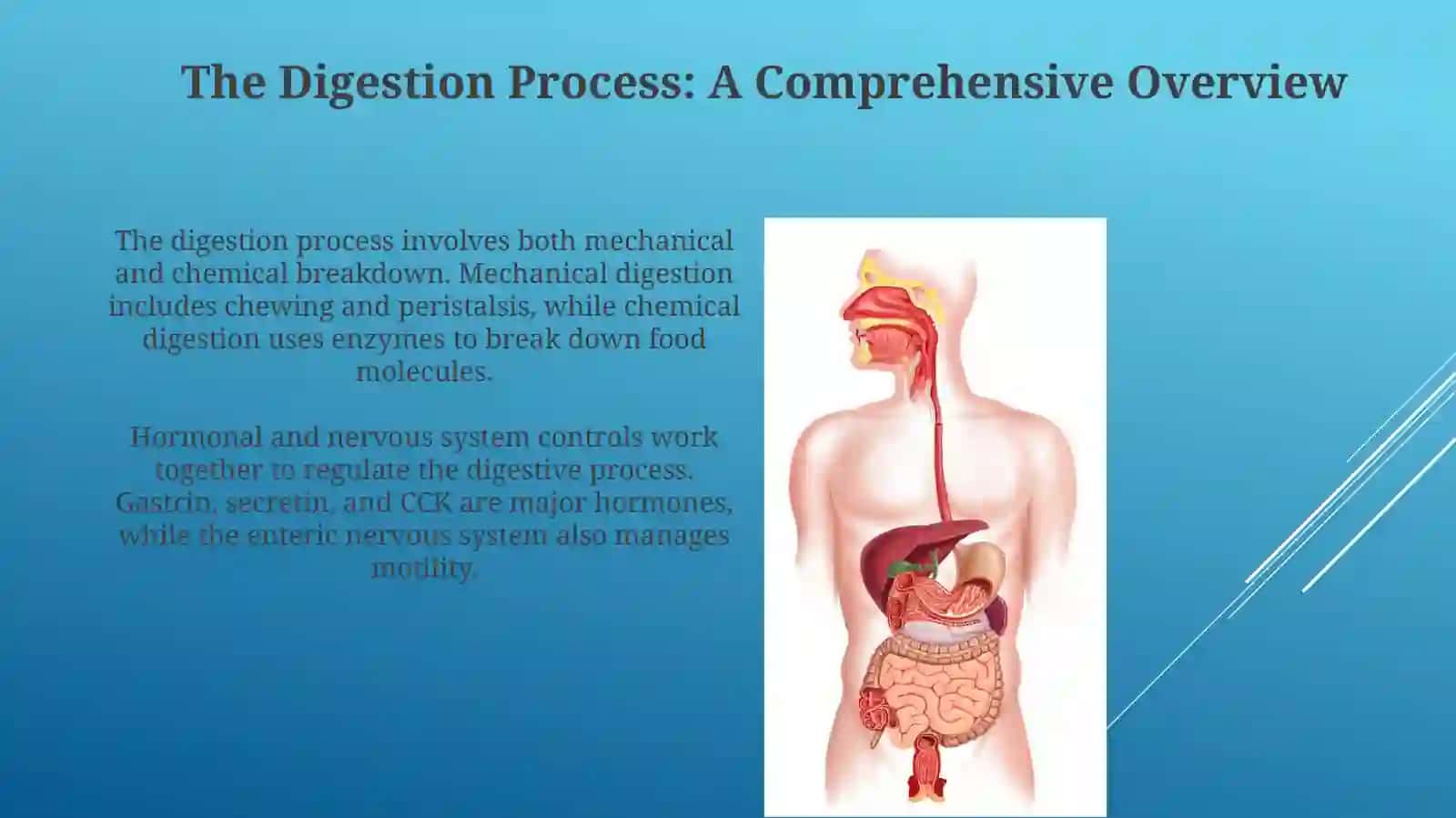 Digestive system 4