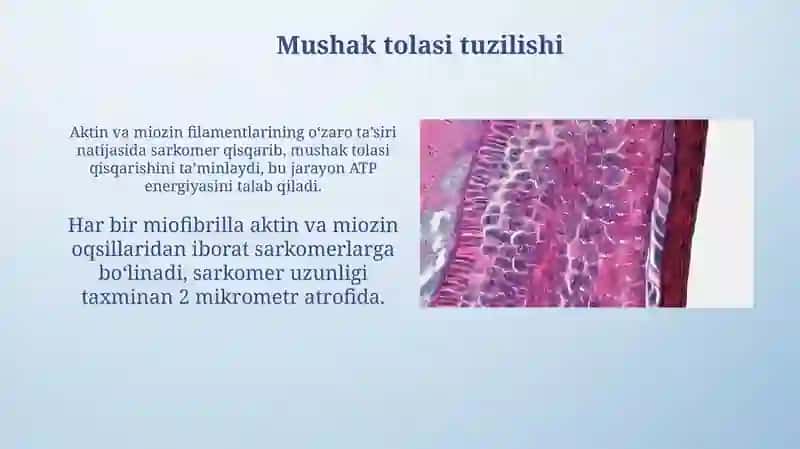 Mushuk qisqarish mexanizmining morfologik asoslari 4