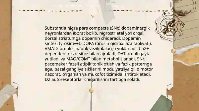 Oʻrta miya yadrolari fiziologiyasi 4