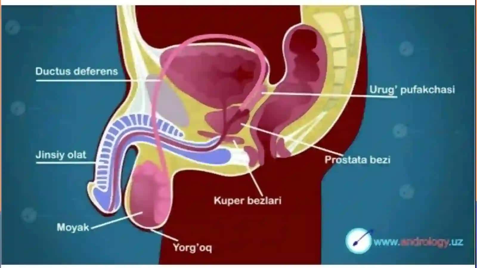 Marğilon Abu Ali ibn Sino nomidagi jamoatsal omatligi tibbiyot texnikumining Davolashishi yo'nalishi 1-kurs 25/12-guruhtalabasi Mashrabova Robiyaxonning Anatomiya, fiziologiya va patologiya fanidantayyorlagan mustaqilishi 4