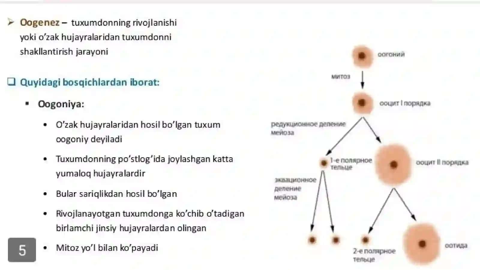 Ayollar jinsiy tizimi 4