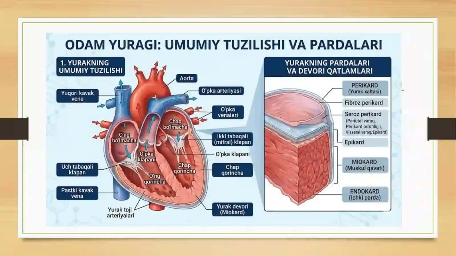 Yurakning umumiy tuzilishi va pardalari 4