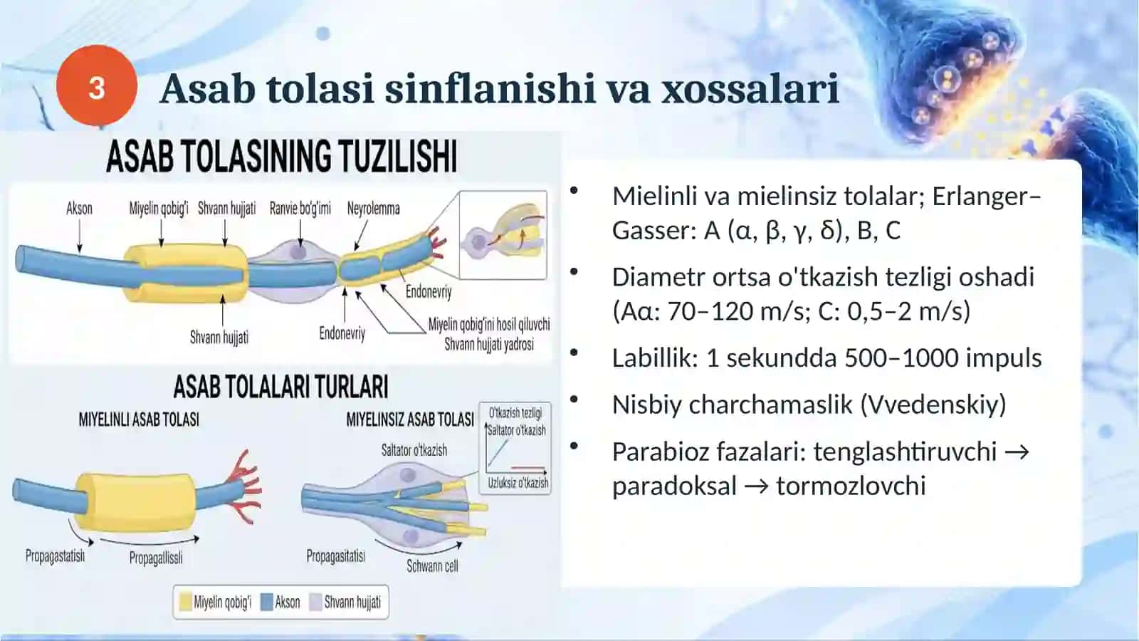 Glia hujayralar 4