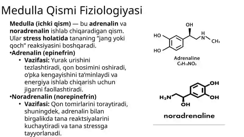 Me’da osti va buyrakusti bezlari fiziologiyasi. Insulin va glyukogon effektlari 4