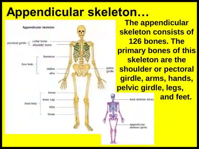 Skeletal system 4