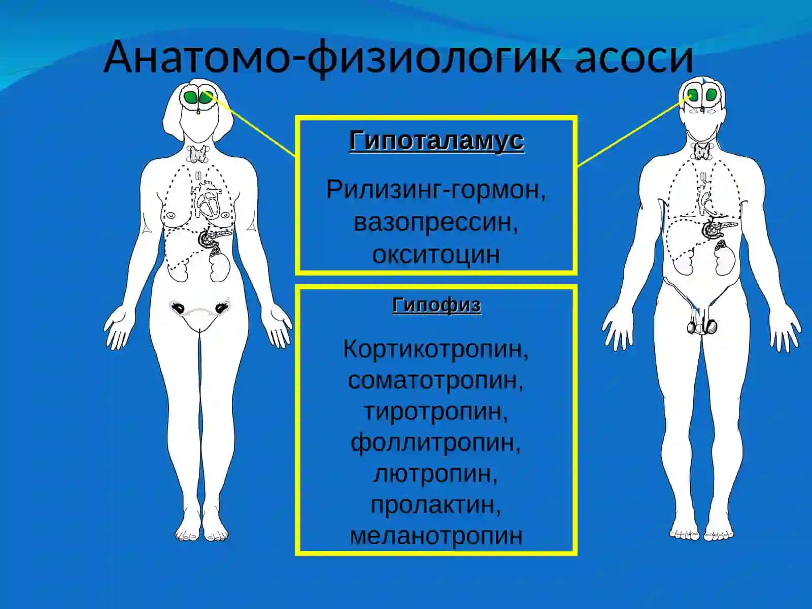 Ички секреция безларида 4