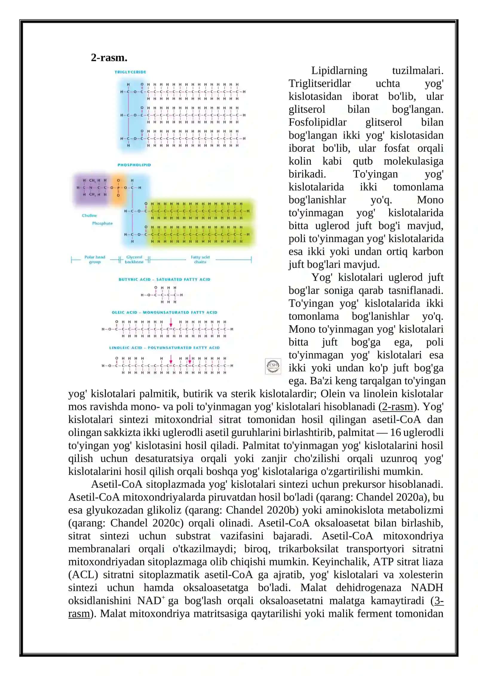 Lipidlar almashinuvi.Oqsillarning almashinuvi 4