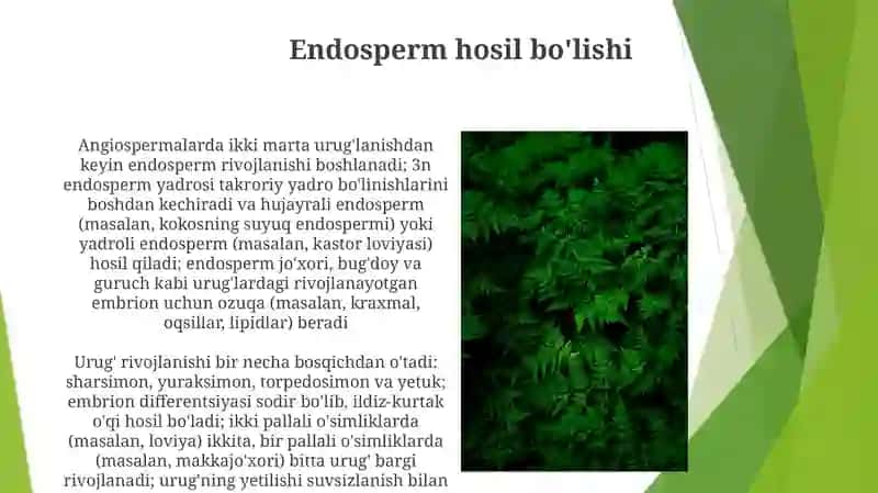 O’simliklardaurug’lanishvaurug’ningrivojlanishi 4