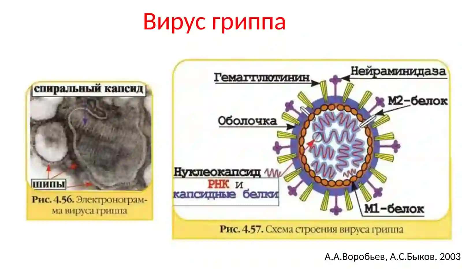 Грипп 4