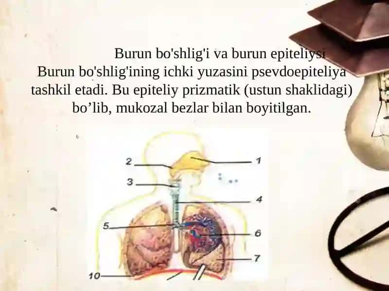 Nafasolish Tizimi 4