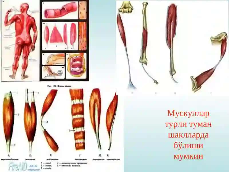МУСКУЛТИЗИМИНИНГУМУМИЙ ФИЗИОЛОГИЯСИ 4