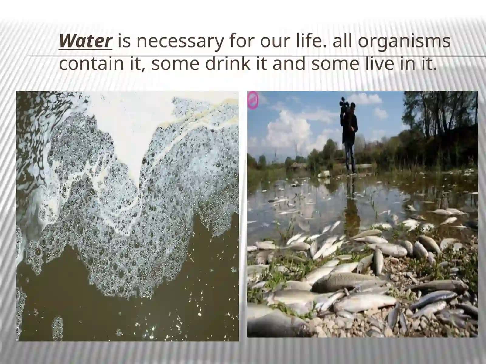English Ecological Problems 4