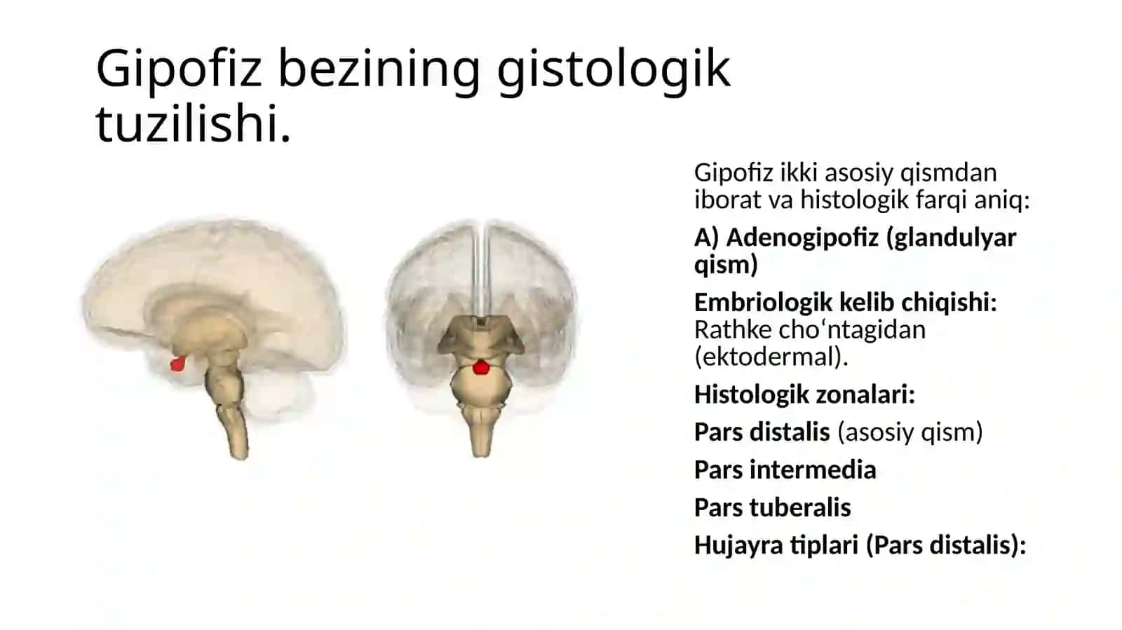 Organizimdagi potalamo-gipofizlar boshqariluvi 4