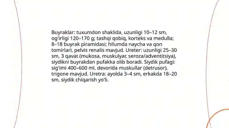 Siydik ajratuvchi tizim 4