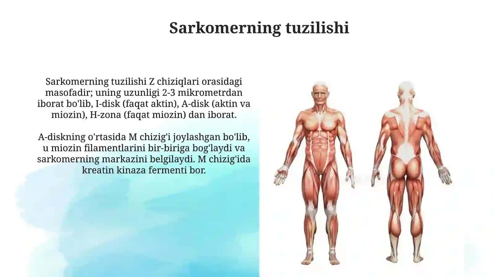 Mushak qisqarish mexanizmining morfologik asoslari 4