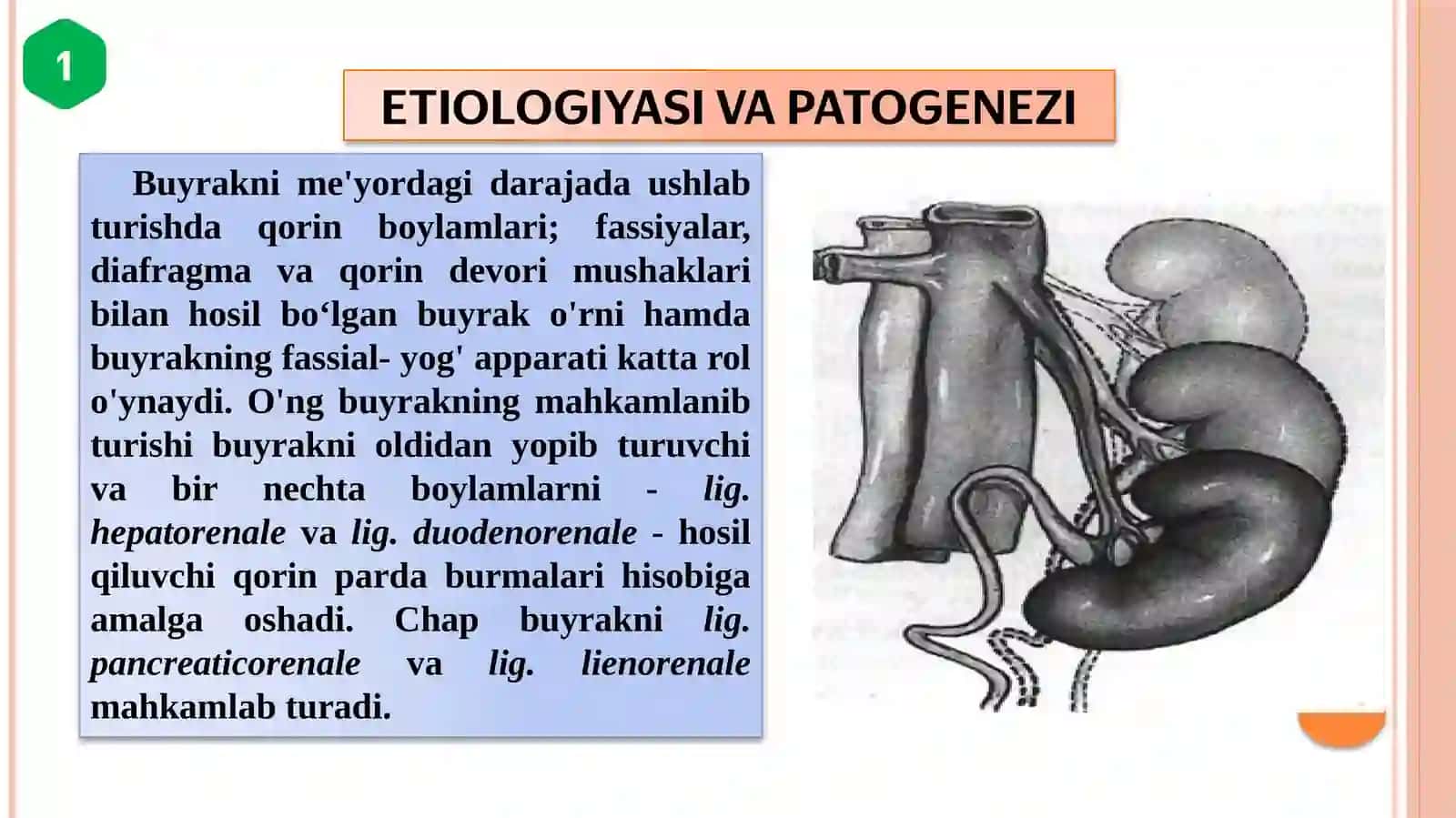 Nefroptoz 4