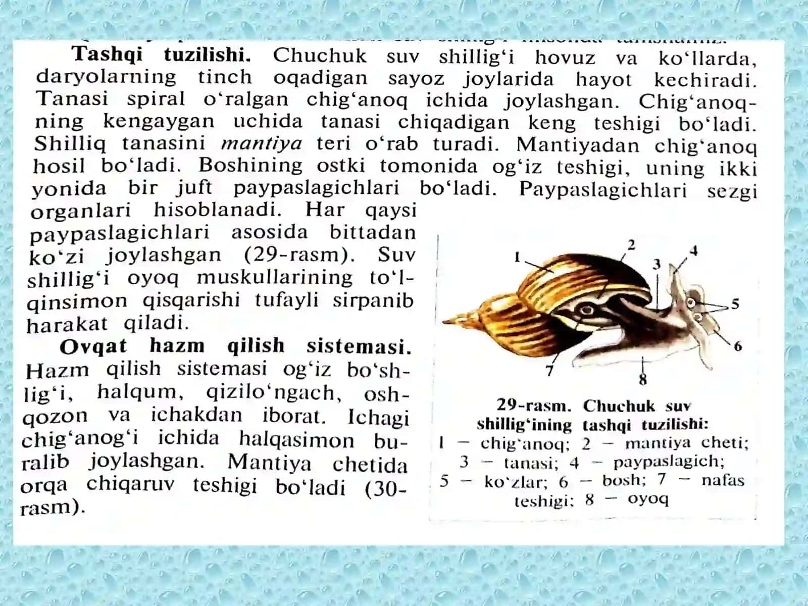 Ular Turlari 4