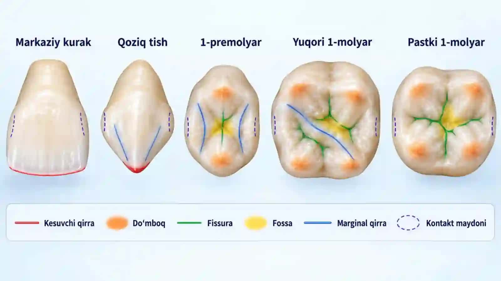Tishanatomiyasivamorfologiyasi(restovratsiyauchun) 4
