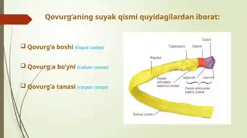 Qovurgʻa toʻsh suyagi va koʻkrak qafasi ularni yoshga doir xususyatlari. Yelka kamari va qoʻl erkin suyaklari tuzilishi yoshga doir xususyatlari.Yelkakamarivaqoʻlerkinsuyaklarituzilishiyoshgadoirxususyatlari 4
