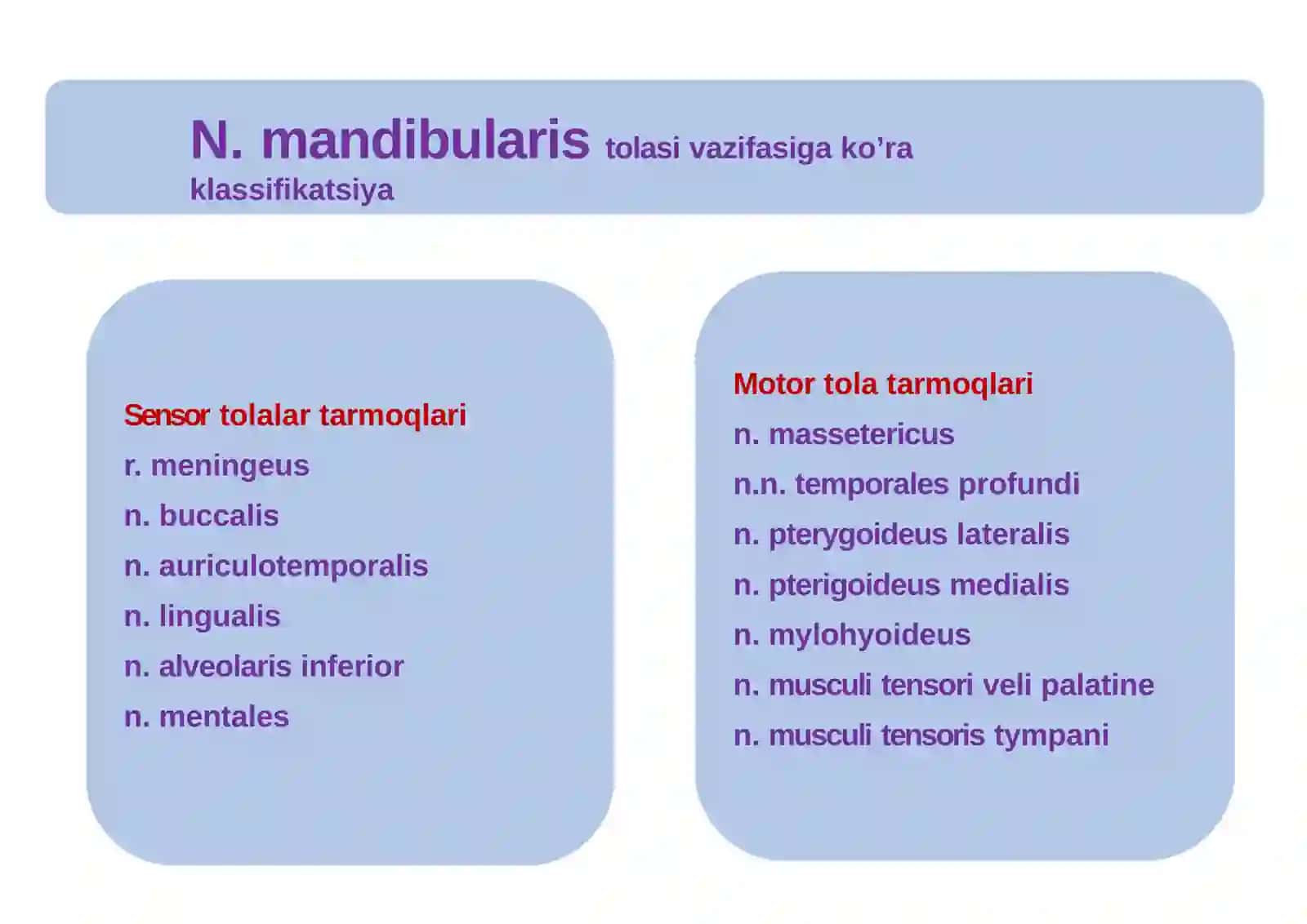 Uch shoxli nerv 3- shoxi, N.Mandibularis 4