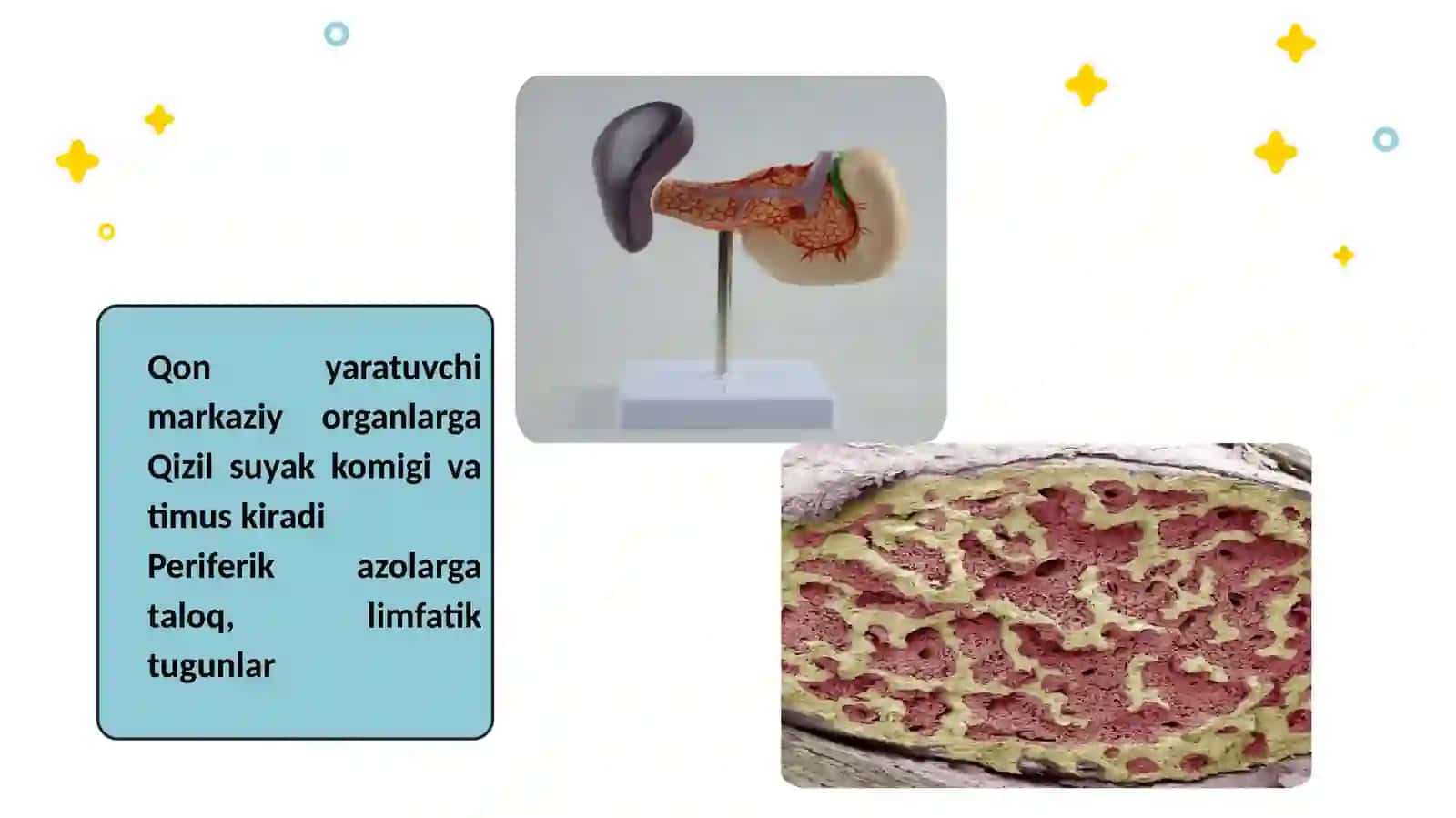 Qon yaratuvchi a`zolar 4