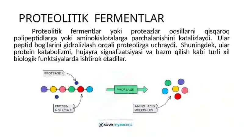 PROTEAZA FERMENTLARI 4