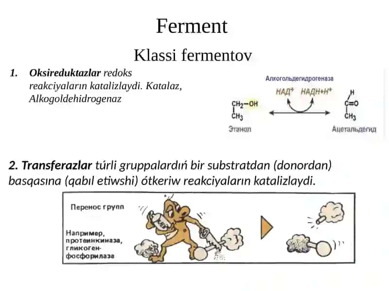 Fermentler 4