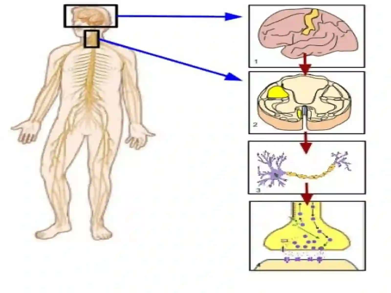 Vegetativ nerv tizimi Fiziologiyasi 4