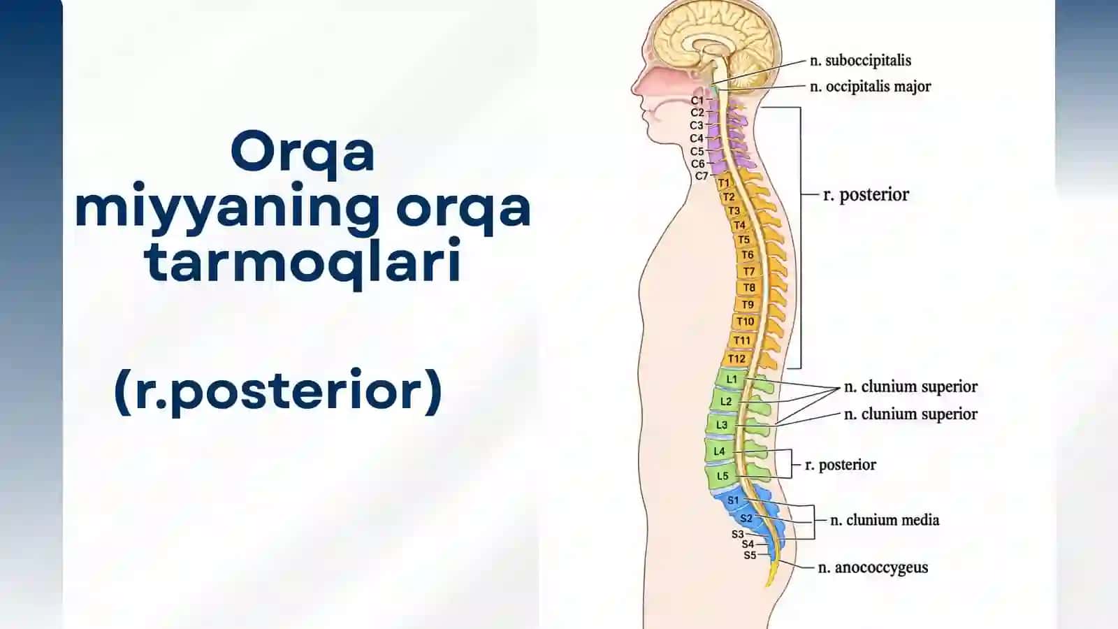 Orqa miya nervlarining hosil bo'lishi 4