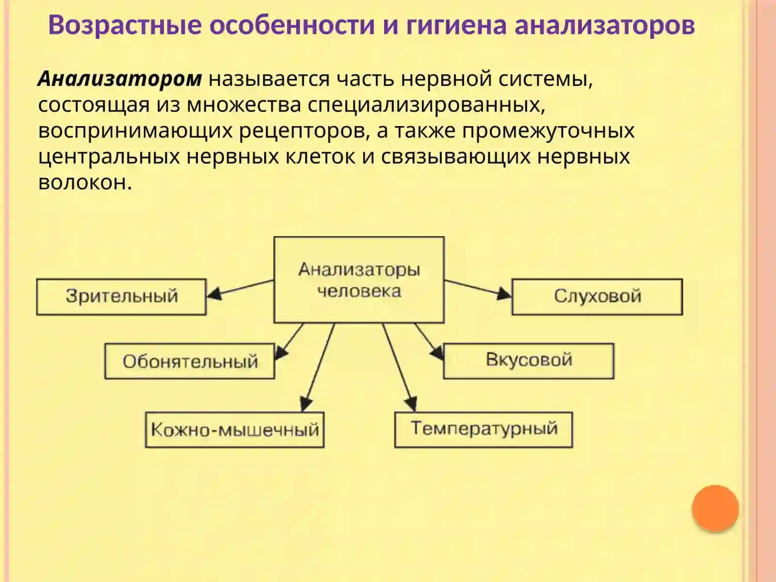 Возрастные особенности и гигиена анализаторов 4