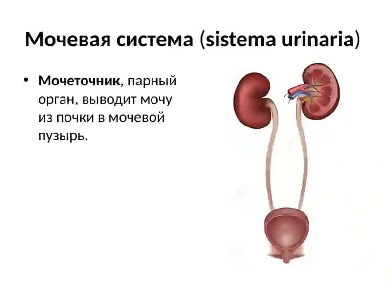 Мочевая система(sistemaurinaria) 4