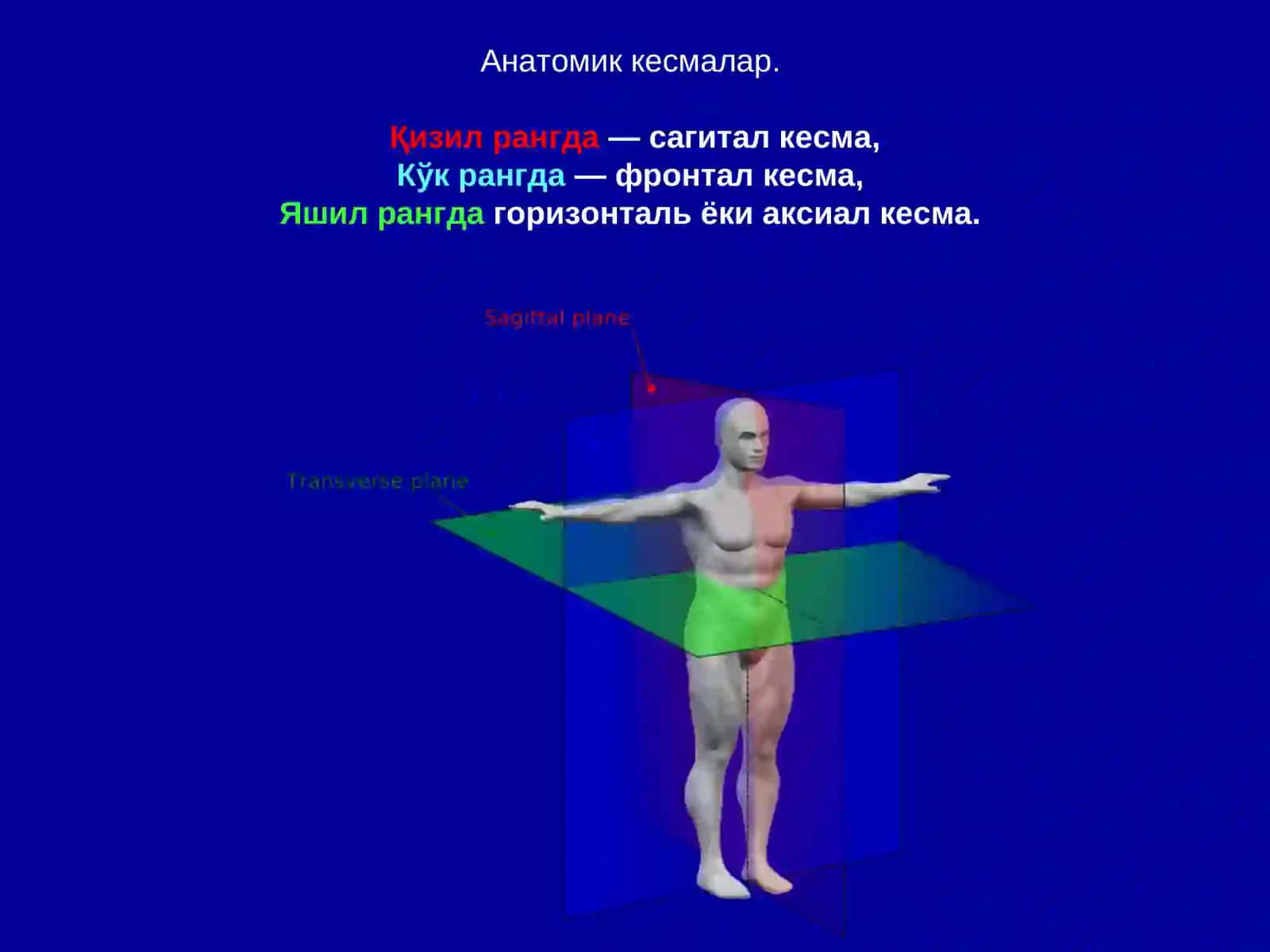 Топографик анатомияси 4