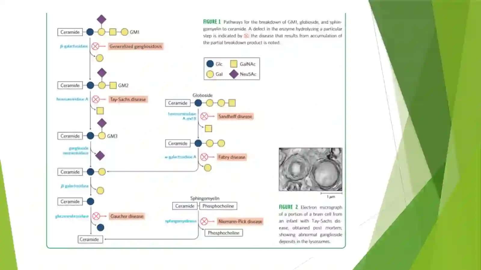 Lipidlar almashinuvi biokimyosi 4