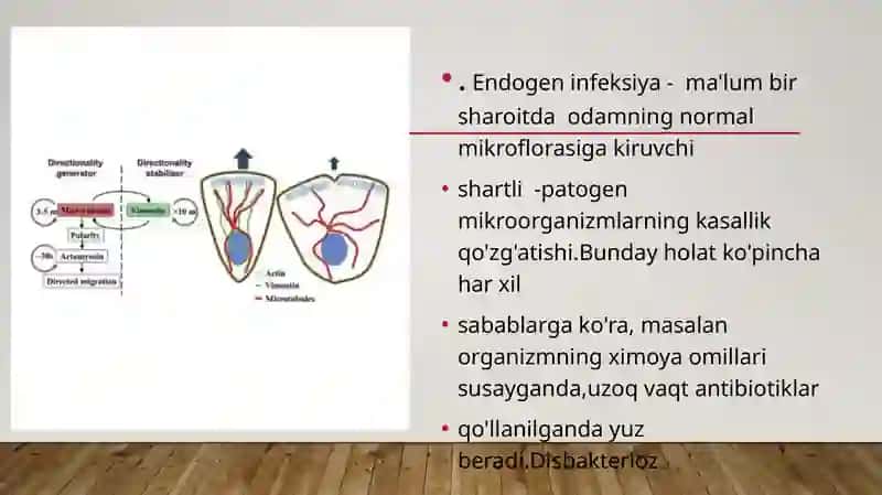 INFEKSIYALAR KO’P QIRRALI SHAKINLANISHINI BELGILAYDIGAN OMILLAR 4