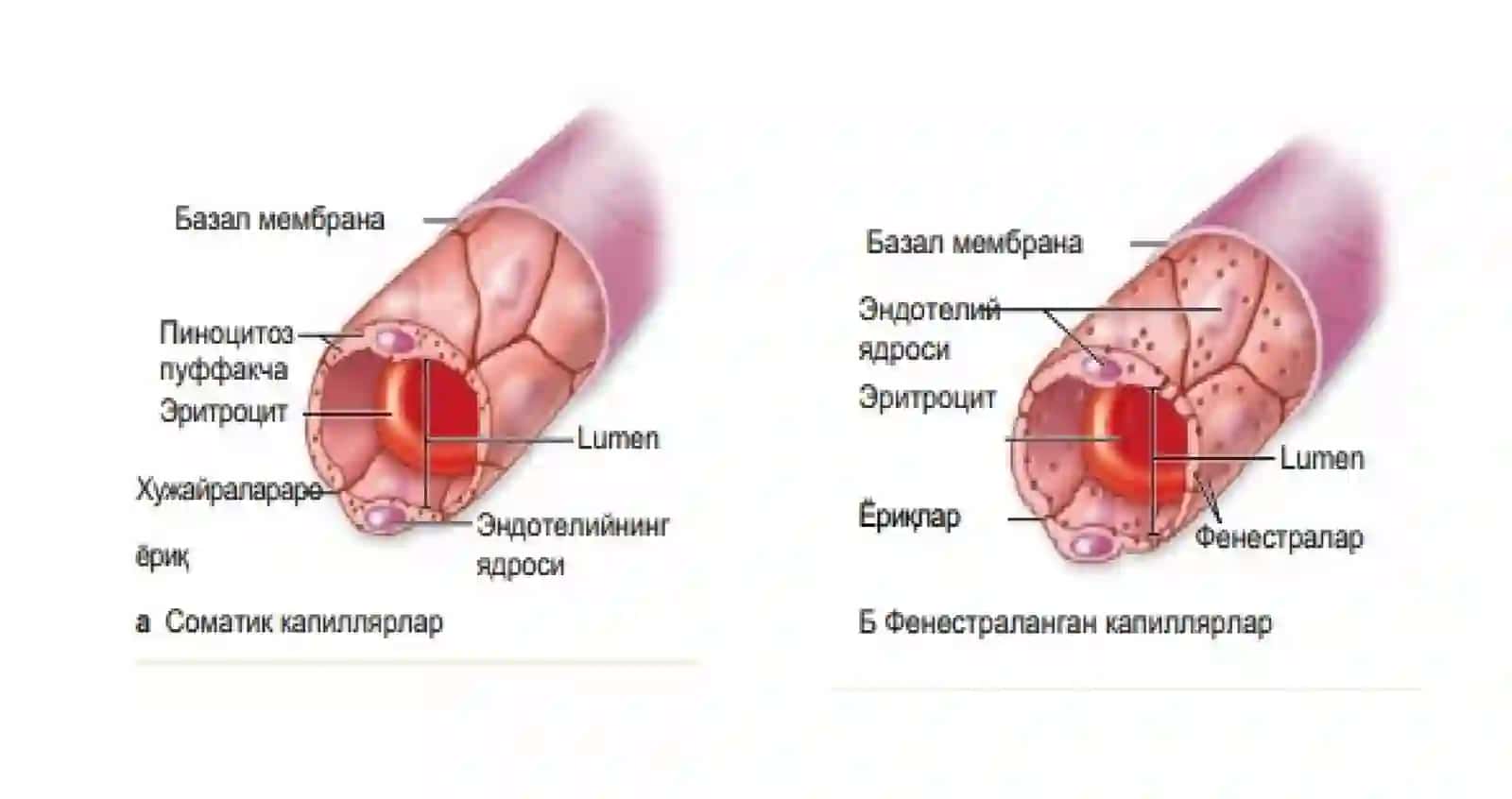 GISTOLOGIYA 4