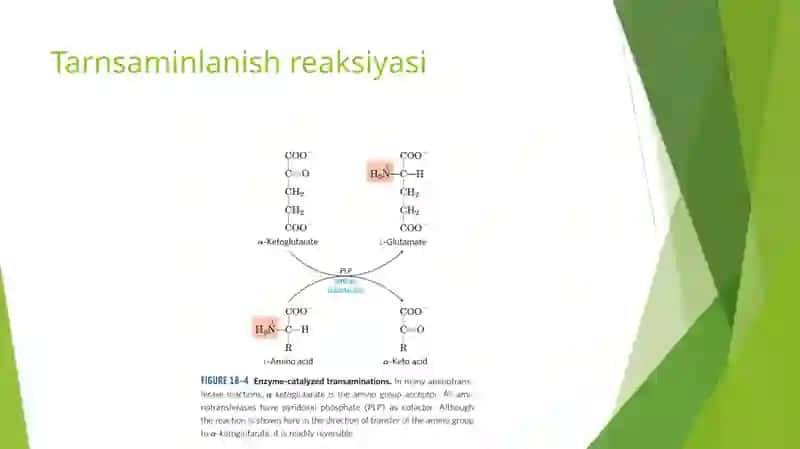AMINOKISLATALAR ALMASHINUVI 4