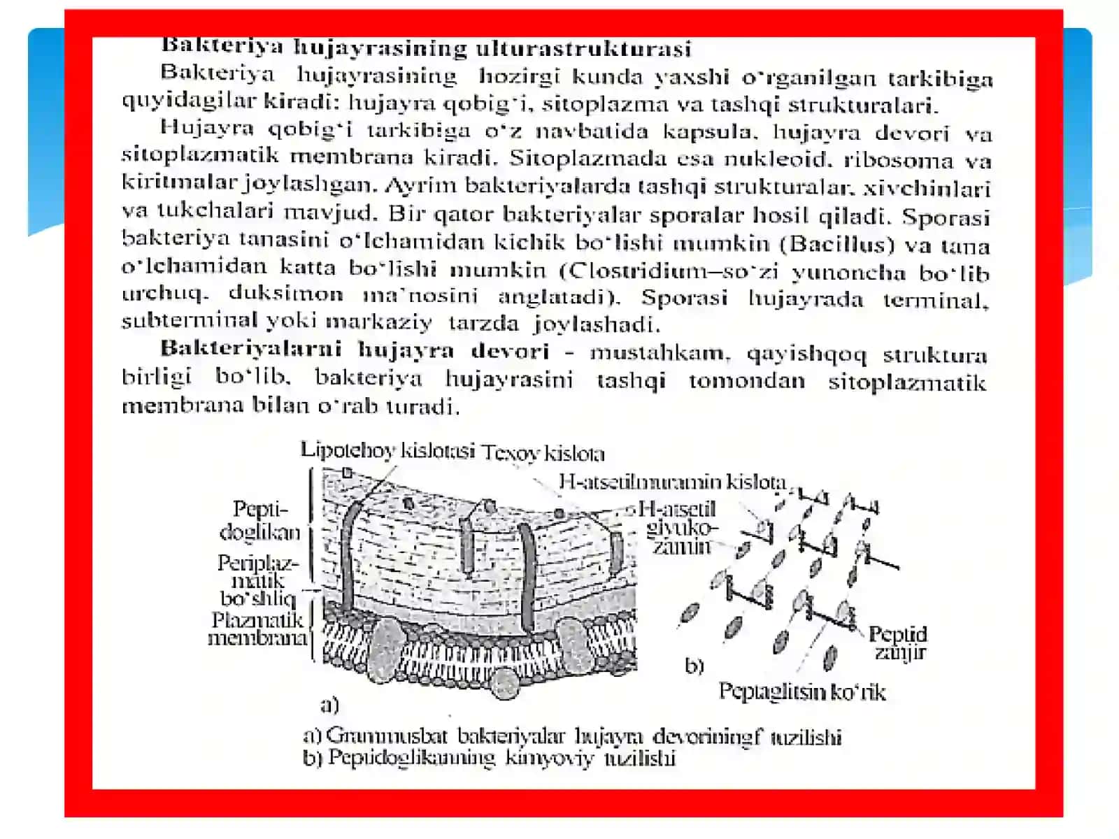 Bakteriyalar struktura tuzulishi 4