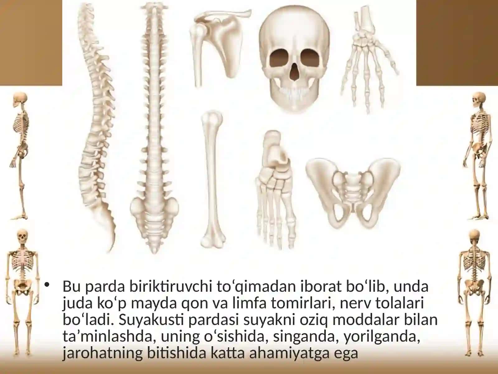 Suyaklarning tuzilishi va o‘sishi 4