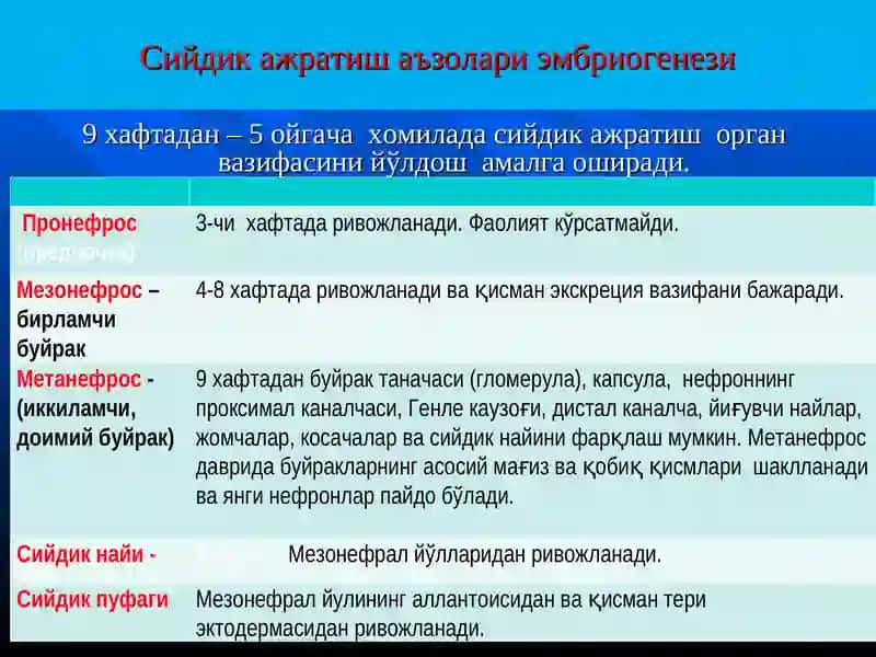 АЙИРУВ ОРГАНЛАРИ АНАТОМО- ФИЗИОЛОГИК ХУСУСИЯТЛАРИ 4