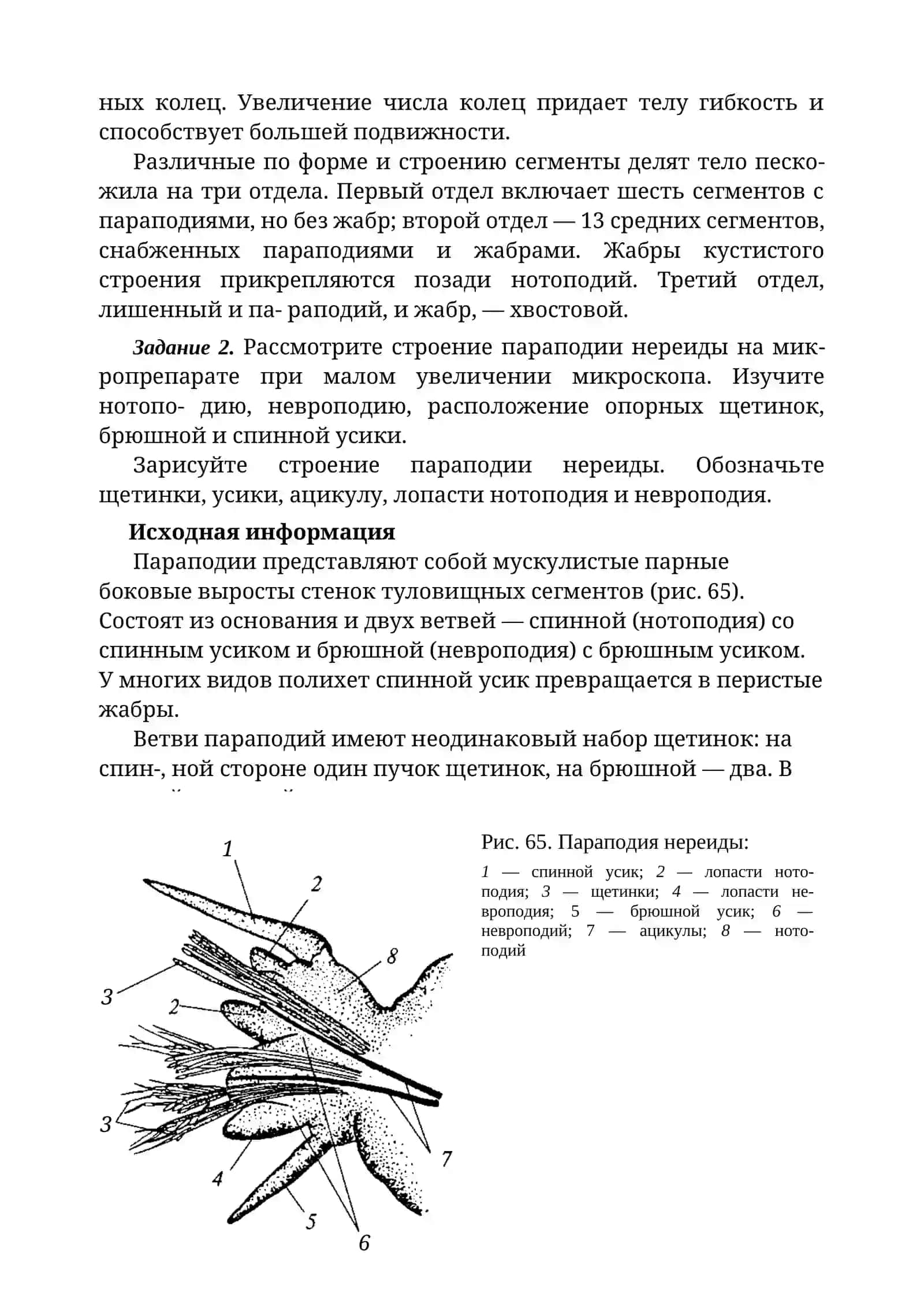 ОСОБЕННОСТИ СТРОЕНИЯ МНОГОЩЕТИНКОВЫХ ЧЕРВЕЙ 4