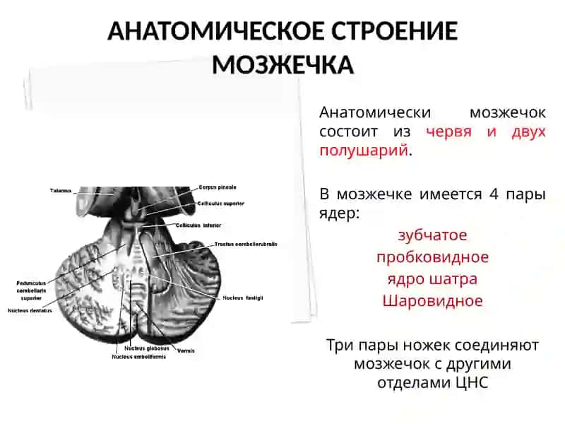 Физиология мозжечка 4
