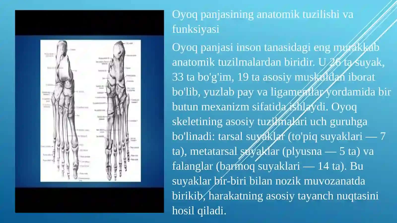 Odam tanasida oyoq panjasining biomexanikasi bilan poyabzal detallarining ishi o‘rtasidagi bog‘liqlik 4