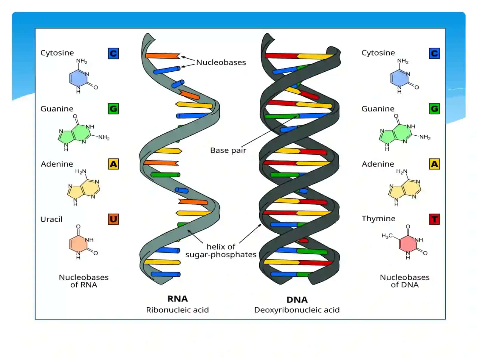 Mamajonova Zarifaning Tibbiy biologiyafanidan, "Irsiyatning malekul yarasoslari" 4