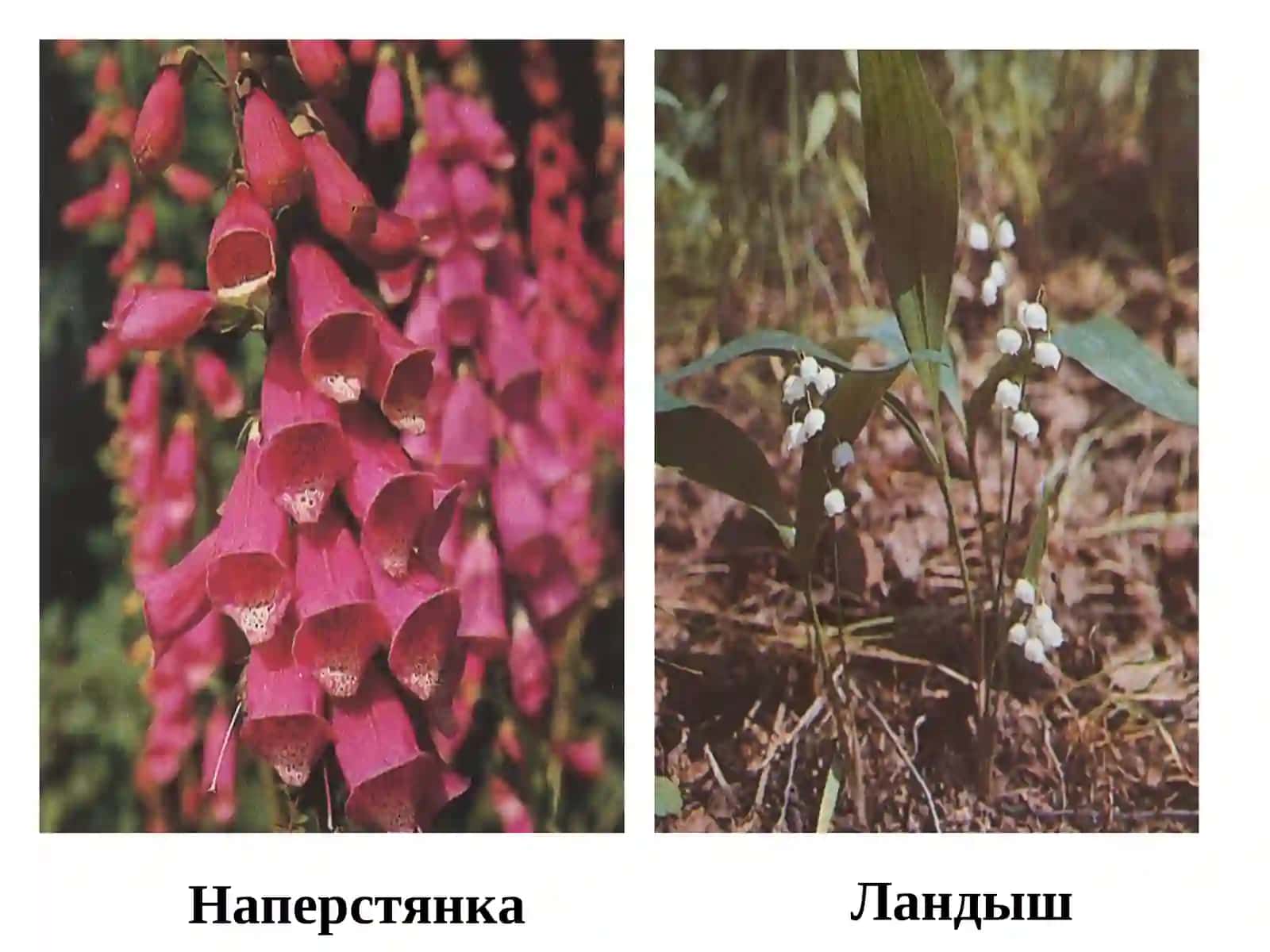 СЕРДЕЧНЫЕ ГЛИКОЗИДЫ 4