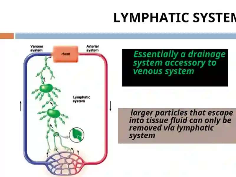 lymphatic system 4
